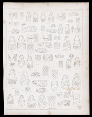 Reptiles -- Plate XXVI