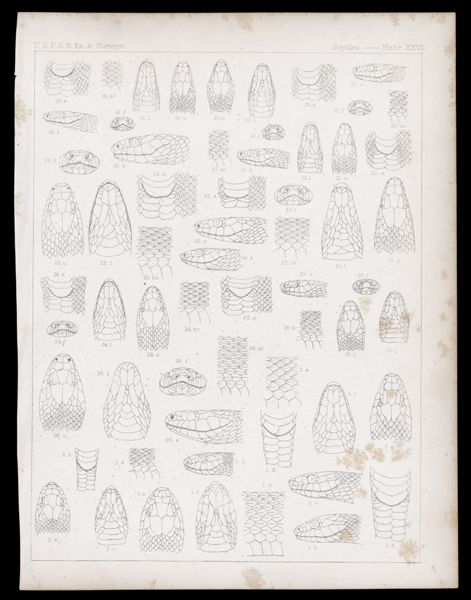 Reptiles -- Plate XXVI