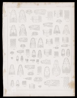 Reptiles -- Plate XXVII