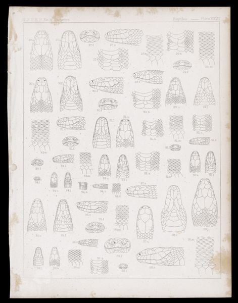 Reptiles -- Plate XXVII