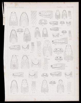 Reptiles -- Plate XXIX