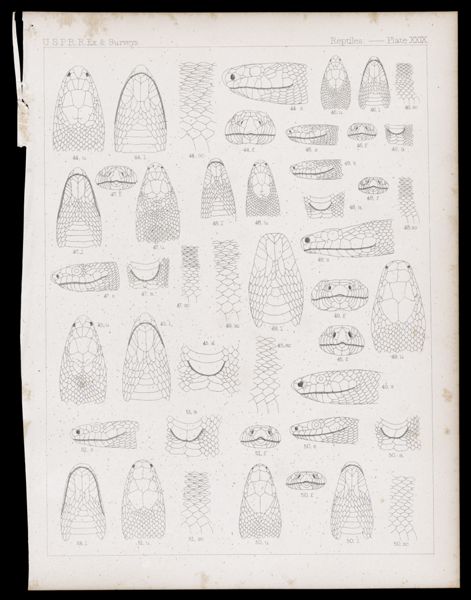 Reptiles -- Plate XXIX