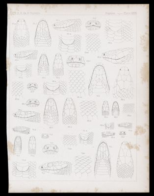 Reptiles -- Plate XXXI