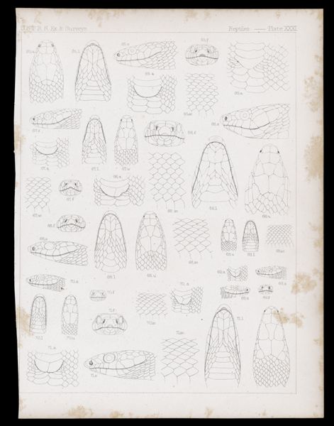 Reptiles -- Plate XXXI