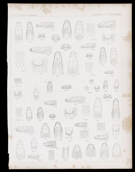 Reptiles -- Plate XXXII