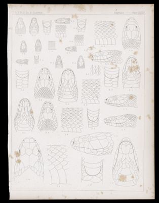 Reptiles -- Plate XXXIV