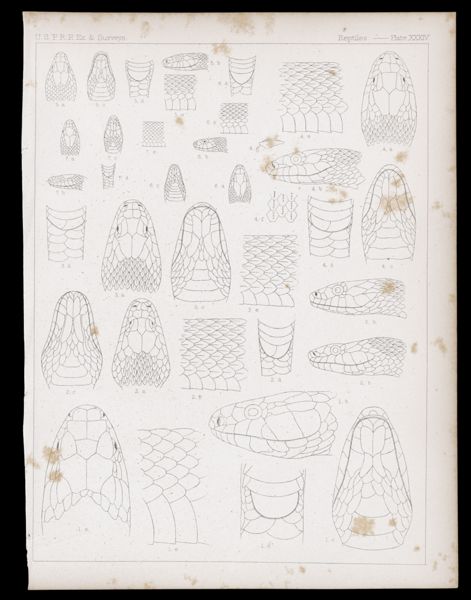 Reptiles -- Plate XXXIV