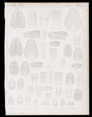 Reptiles -- Plate XXXV