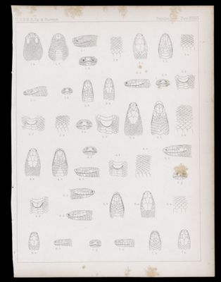 Reptiles -- Plate XXXVI