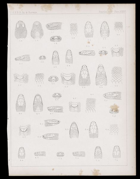 Reptiles -- Plate XXXVI
