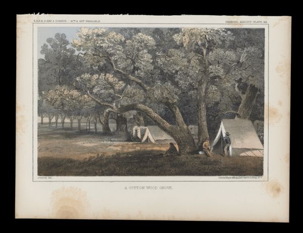 A Cotton Wood Grove