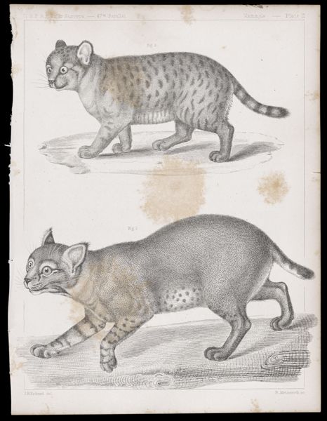 Mammals. - Plate II.