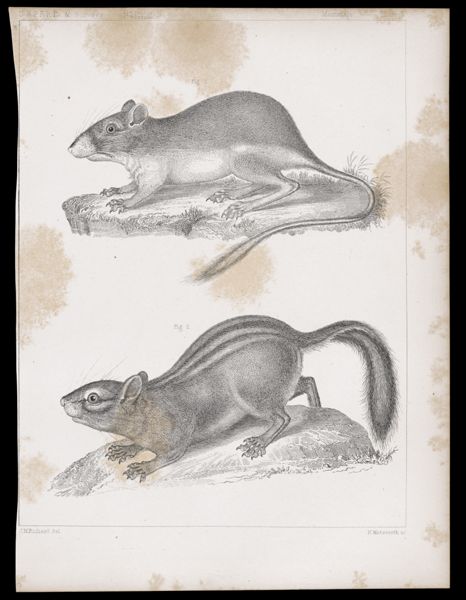 Mammals. - Plate V.
