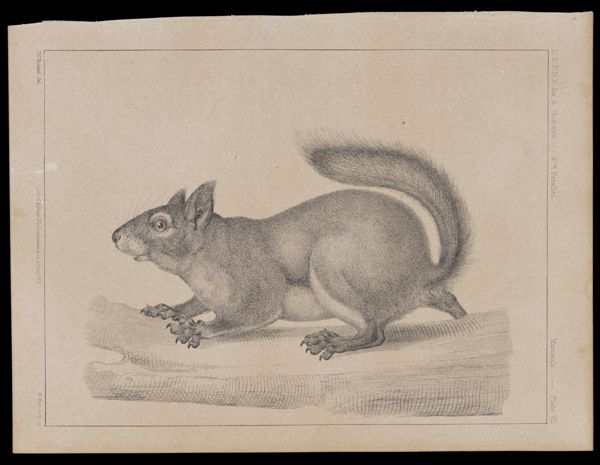 Mammals. - Plate VII.