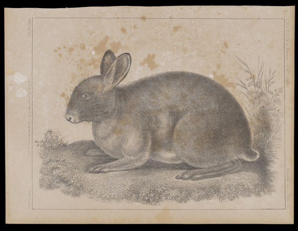 Mammals. - Plate XV.