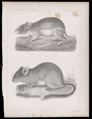 Mammals. - Plate IX.