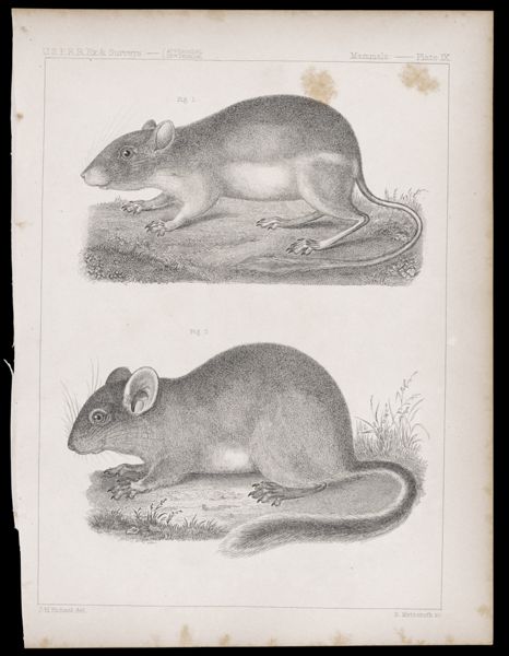 Mammals. - Plate IX.