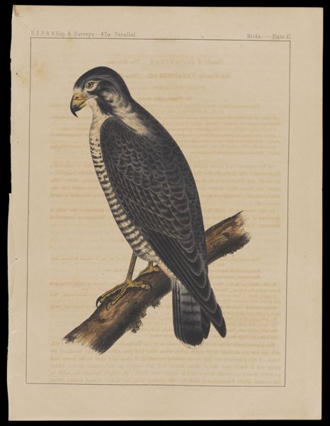 Birds. - Plate XI.