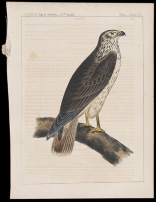 Birds. - Plate XVI.
