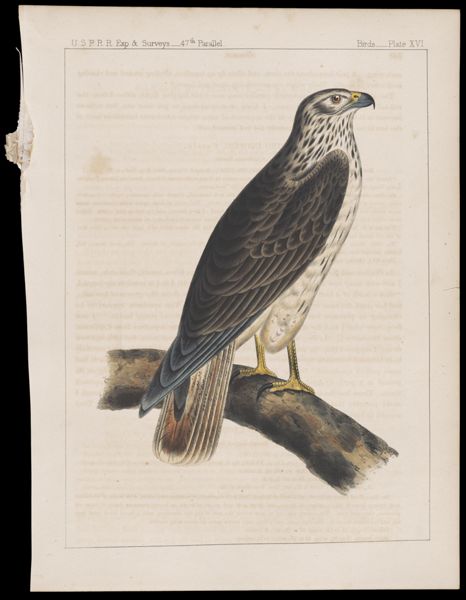 Birds. - Plate XVI.
