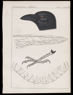 Birds. - Plate XXIII.