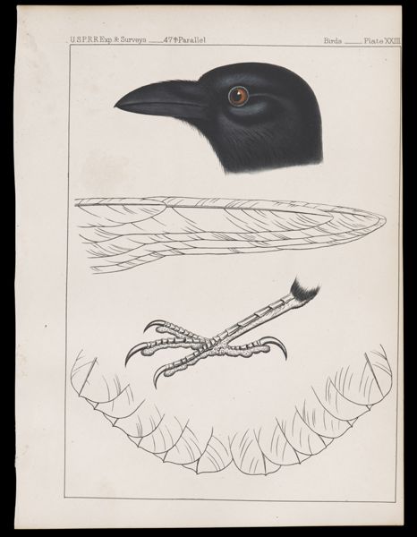Birds. - Plate XXIII.