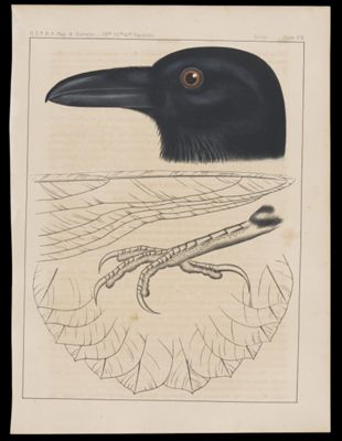 Birds. - Plate XXI.