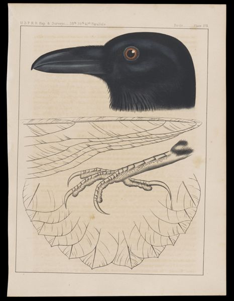 Birds. - Plate XXI.