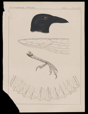 Birds. - Plate XXIV.