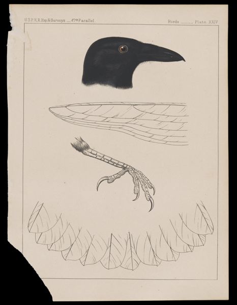 Birds. - Plate XXIV.