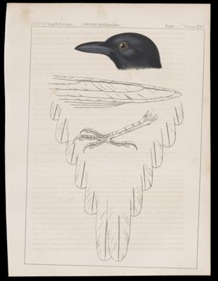 Birds. - Plate XXV.