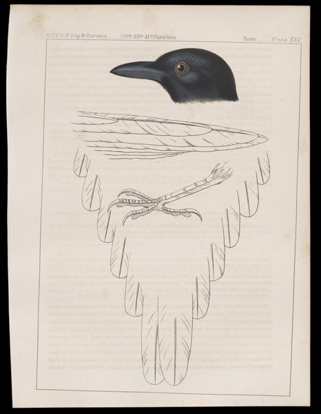 Birds. - Plate XXV.