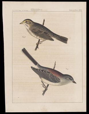 Birds. - Plate XXVIII.