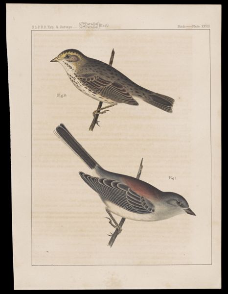 Birds. - Plate XXVIII.