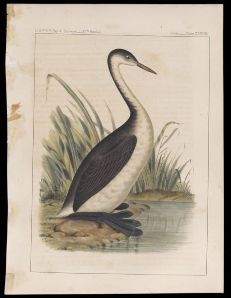 Birds. - Plate XXXVIII.