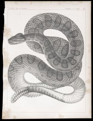 Reptiles. - Plate XII.