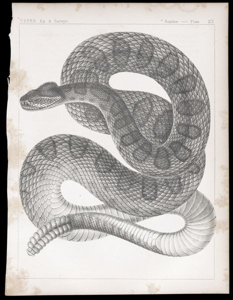 Reptiles. - Plate XII.