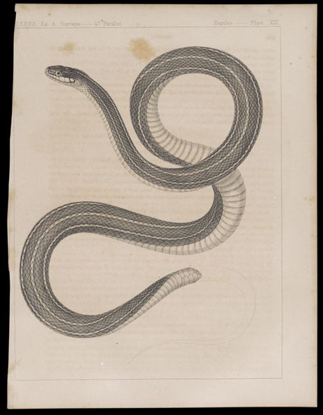 Reptiles. - Plate XIII.