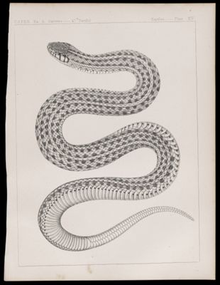 Reptiles. - Plate XIV.