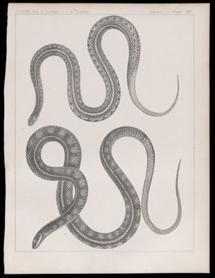 Reptiles. - Plate XV.