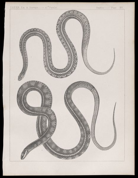 Reptiles. - Plate XV.