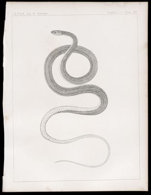 Reptiles. - Plate XVI.
