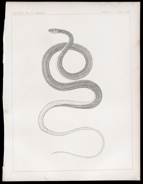 Reptiles. - Plate XVI.