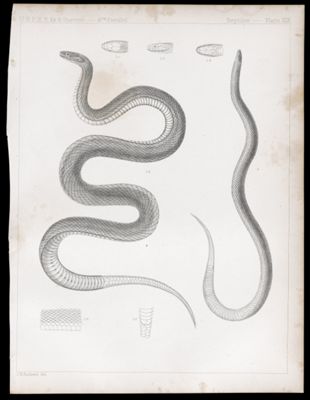 Reptiles. - Plate XIX.