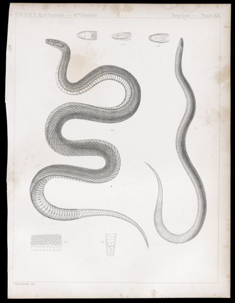 Reptiles. - Plate XIX.