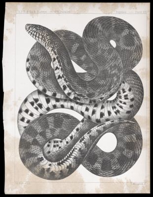 Reptiles. - Plate XXI.