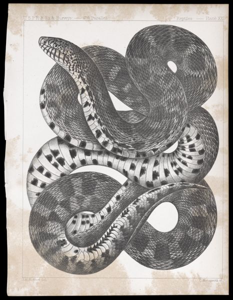 Reptiles. - Plate XXI.