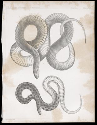 Reptiles. - Plate XX.