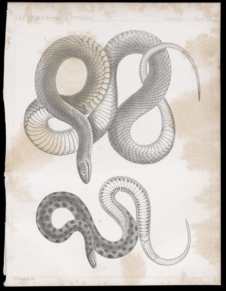 Reptiles. - Plate XX.