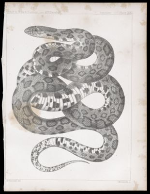 Reptiles. - Plate XXII.